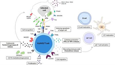 Role of Vγ9vδ2 T lymphocytes in infectious diseases